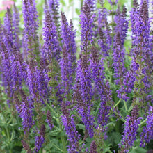 Load image into Gallery viewer, Salvia 'May Night'