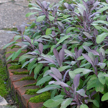 Load image into Gallery viewer, Purple Sage