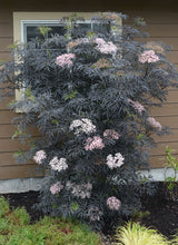 Load image into Gallery viewer, Sambucus 'Black Lace'