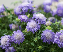 Load image into Gallery viewer, Scabiosa 'Blue Note'