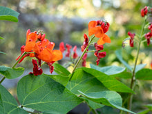 Load image into Gallery viewer, Scarlet Runner Bean