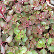 Load image into Gallery viewer, Sedum 'Fuldaglut'