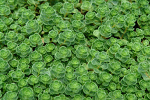 Load image into Gallery viewer, Sedum 'John Creech'