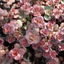 Load image into Gallery viewer, Sedum 'Voodoo'