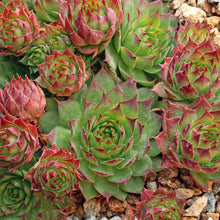 Load image into Gallery viewer, Sempervivum 'Sunset'