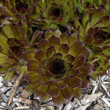 Load image into Gallery viewer, Sempervivum 'Black'