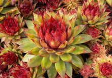 Load image into Gallery viewer, Sempervivum Chick Charms® 'Pineapple Paradise™'