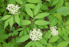 Load image into Gallery viewer, American Elderberry