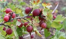 Load image into Gallery viewer, Gooseberry 'Hinnomaki'