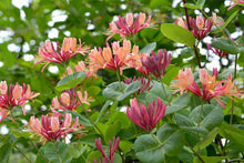 Load image into Gallery viewer, Lonicera 'Gold Flame'