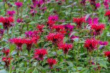 Load image into Gallery viewer, Monarda 'Fireball'