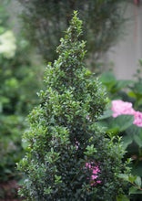 Load image into Gallery viewer, Japanese Holly 'Sky Pencil'