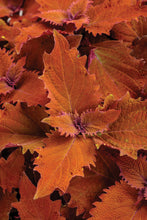 Load image into Gallery viewer, Coleus 'Colorblaze Wicked Hot'
