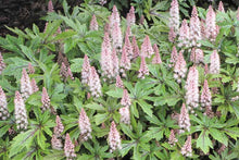 Load image into Gallery viewer, Tiarella 'Pink Skyrocket'