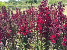 Load image into Gallery viewer, Lobelia 'Starship Burgundy'