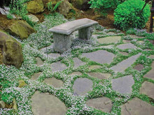 Load image into Gallery viewer, Mazus 'Albus'