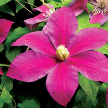 Load image into Gallery viewer, Clematis 'Sunset'