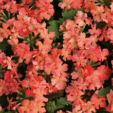 Load image into Gallery viewer, Verbena SUPERBENA®