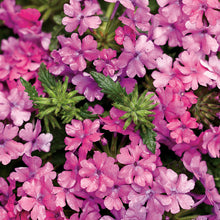 Load image into Gallery viewer, Verbena SUPERBENA®