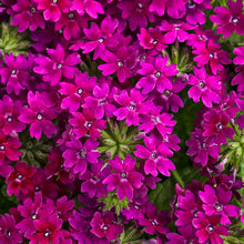 Load image into Gallery viewer, Verbena SUPERBENA®