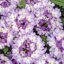 Load image into Gallery viewer, Verbena SUPERBENA®