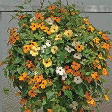 Load image into Gallery viewer, Thunbergia Vine