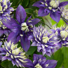 Load image into Gallery viewer, Clematis 'Taiga'
