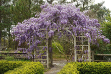 Load image into Gallery viewer, Wisteria 'Amethyst Falls'