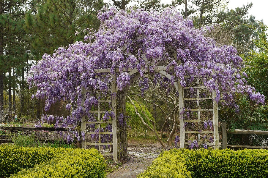 Amethyst Falls Wisteria (2.5 Gallon) Flowering Deciduous Vine with Lavender- Purple Blooms - Full Sun to Part Shade Live Outdoor Plant 