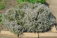 Load image into Gallery viewer, Thyme 'English'