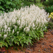 Load image into Gallery viewer, Tiarella 'Cutting Edge'