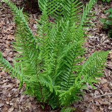 Load image into Gallery viewer, Fern 'Tokyo Wood'