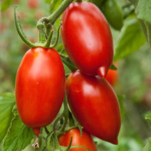 Load image into Gallery viewer, Tomato 'Amish Paste'