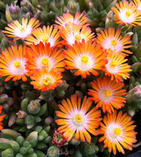 Load image into Gallery viewer, Delosperma 'Jewel of Desert Topaz'