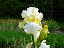 Load image into Gallery viewer, German Iris 'Total Recall'