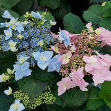 Load image into Gallery viewer, Hydrangea 'Tuff Stuff Ah-ha®'