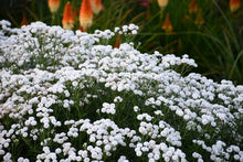 Load image into Gallery viewer, Achillea 'Peter Cottontail'