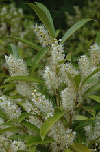 Load image into Gallery viewer, Skip Cherry Laurel 'Schipkaensis'