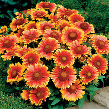 Load image into Gallery viewer, Gaillardia 'Arizona Sun'