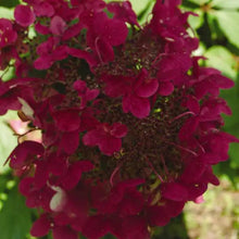 Load image into Gallery viewer, Hydrangea 'Fire and Ice'