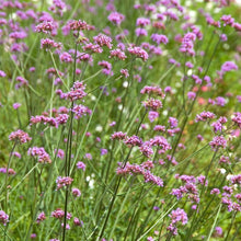 Load image into Gallery viewer, Verbena bonariensis