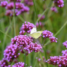 Load image into Gallery viewer, Verbena bonariensis