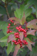 Load image into Gallery viewer, American Cranberry
