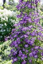 Load image into Gallery viewer, Clematis 'Venosa Violacea'