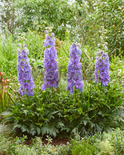 Load image into Gallery viewer, Delphinium Delgenius™ 'Shelby'
