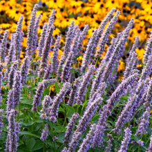 Load image into Gallery viewer, Agastache 'Blue Fortune'
