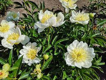 Load image into Gallery viewer, Peony 'White Sands'