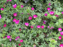 Load image into Gallery viewer, Callirhoe involucrata (Wine cups)