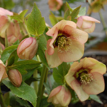 Load image into Gallery viewer, Helleborus 'Apricot Blush'