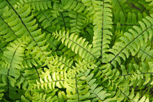 Load image into Gallery viewer, Fern 'Maidenhair'